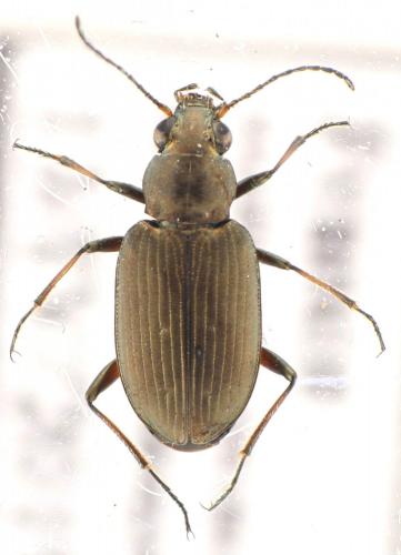 Bembidion striatum